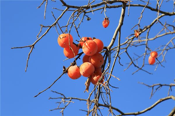 梦见柿子挂满枝头
